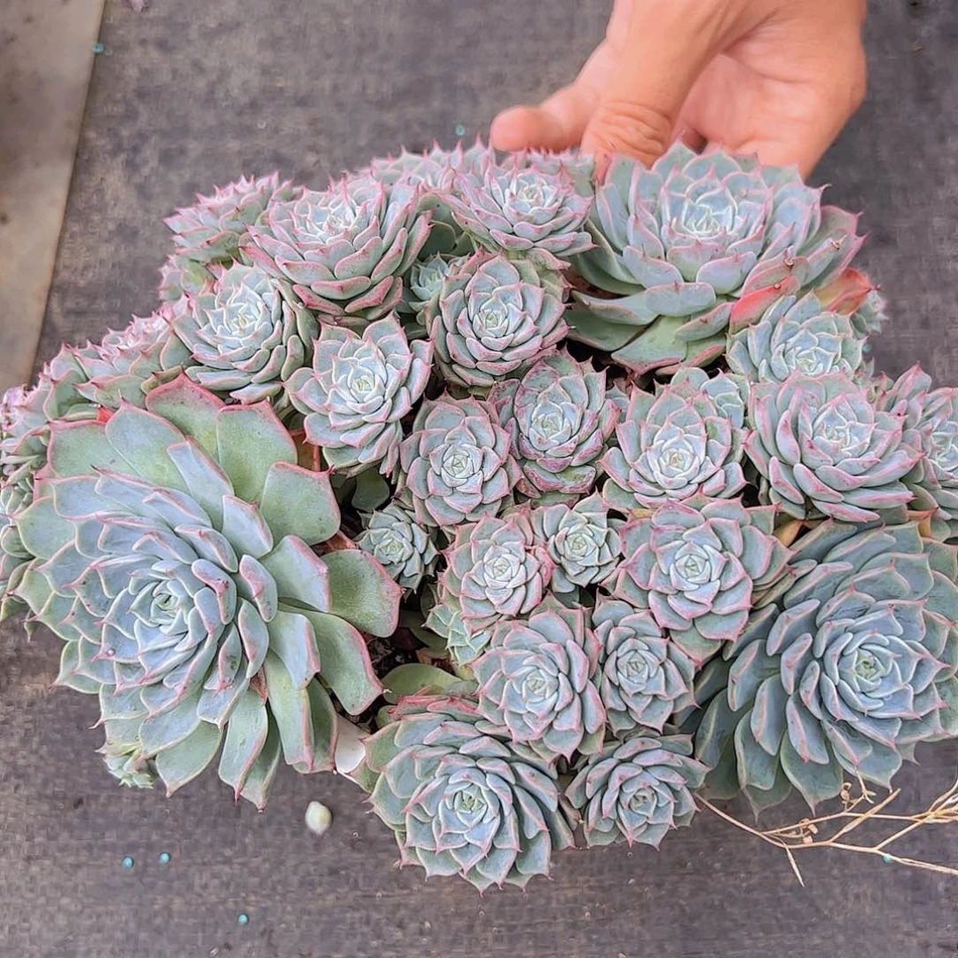 海滨格瑞 多肉植物