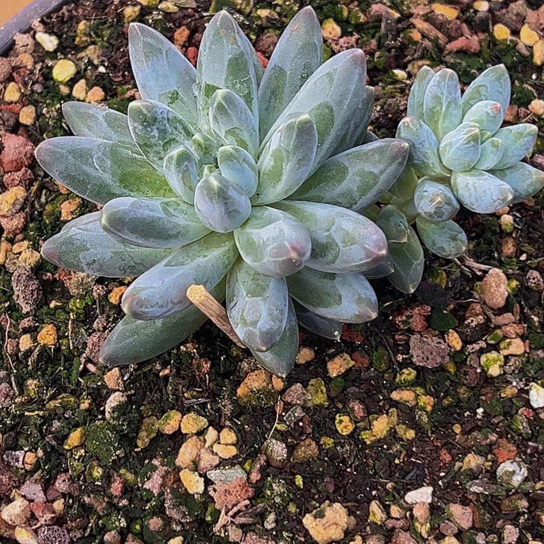 海枯石烂 暗纹美人 寄养