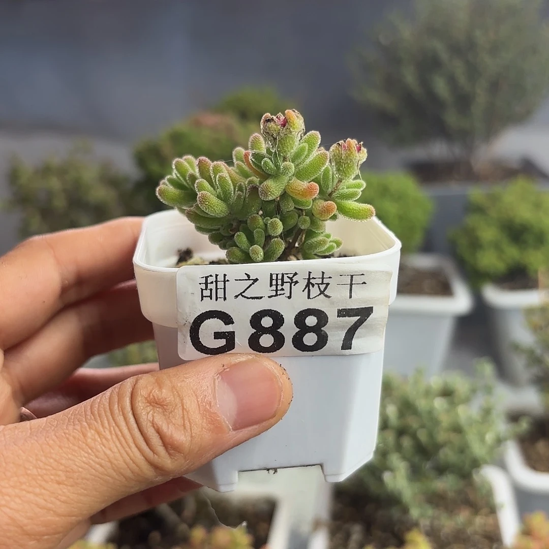 一*土887冰川枝干番杏