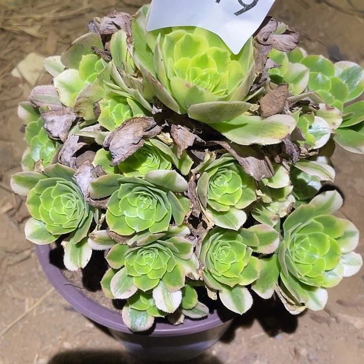 多肉植物法师219欣尼亚