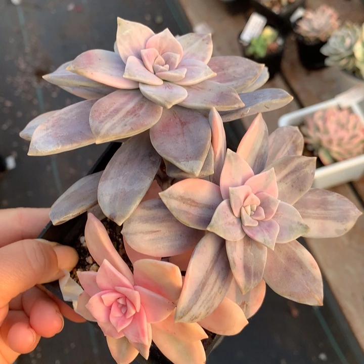 无花朵华丽风车锦多肉
