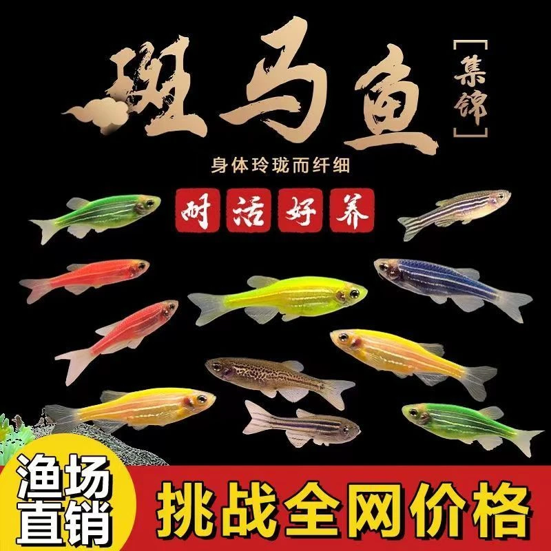 【糖果斑马鱼】热带观赏鱼冷水鱼群游鱼苗荧光青苹果