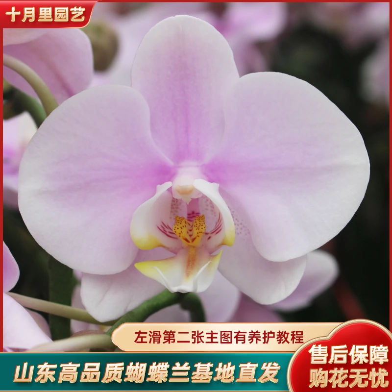 十月里蝴蝶兰【白安娜3.0寸杯 双梗发货】微瑕全花发