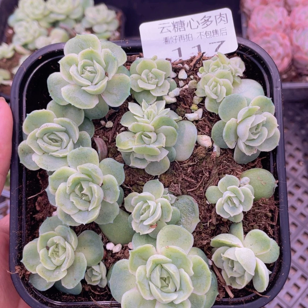 云糖心多肉植物117