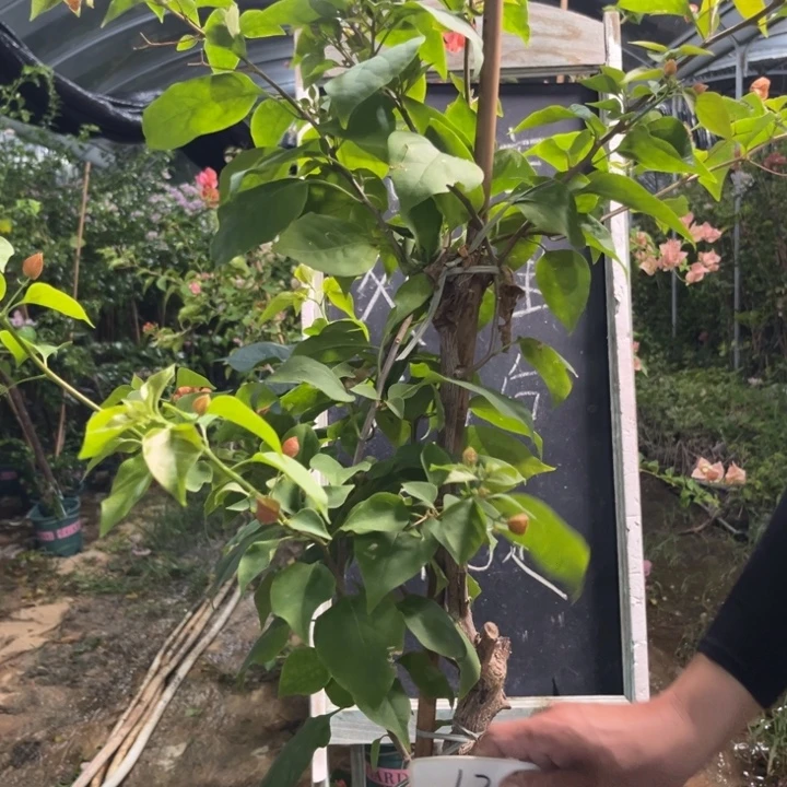 无花朵三角梅三角梅12