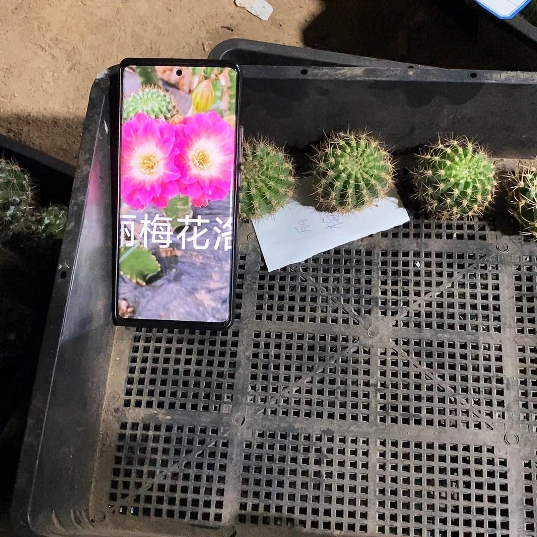 丽梅花洛/侧芽歪20包邮/4公分