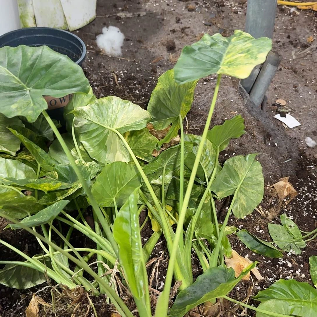 完全开放黄金象耳中苗