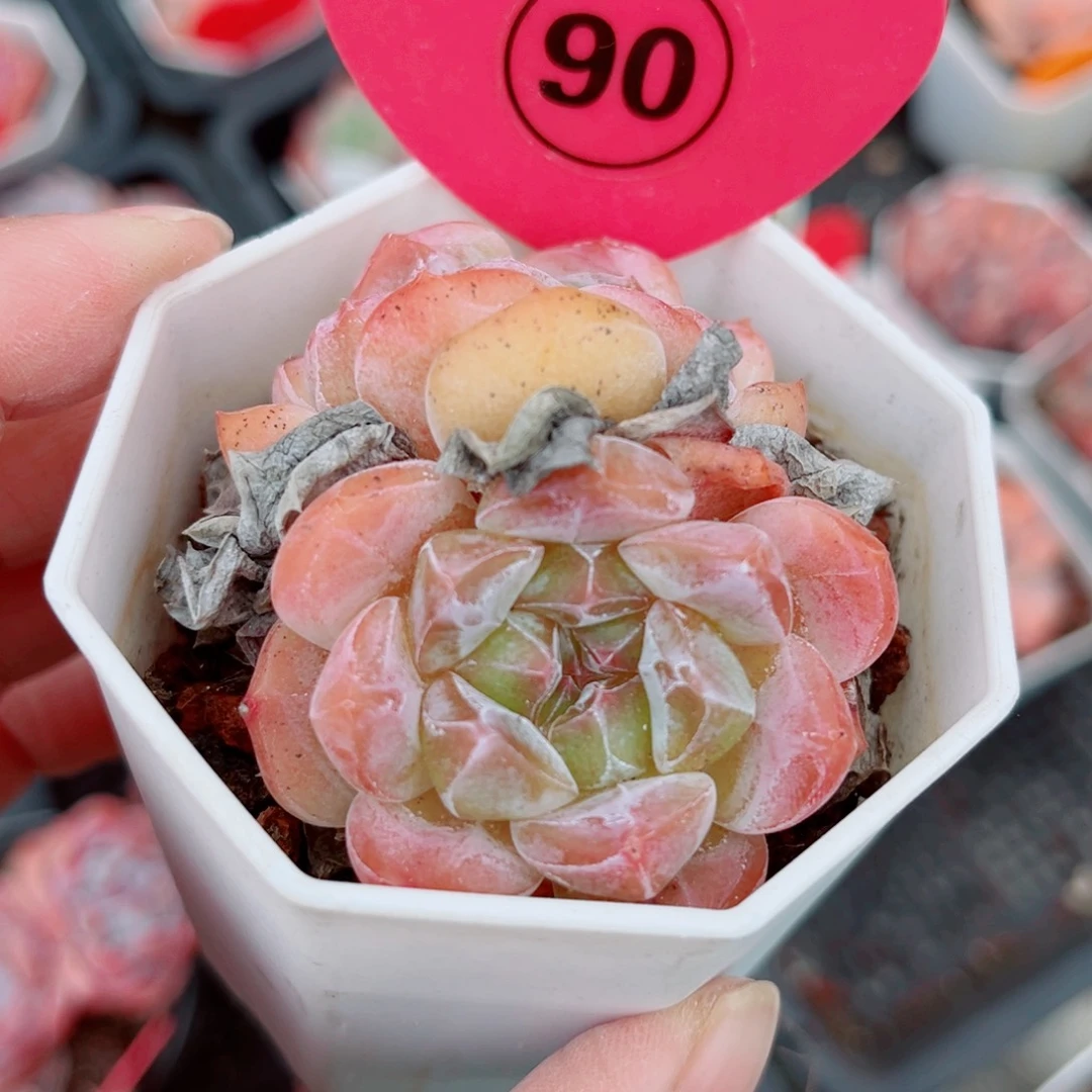 90号小老桩糖心双头