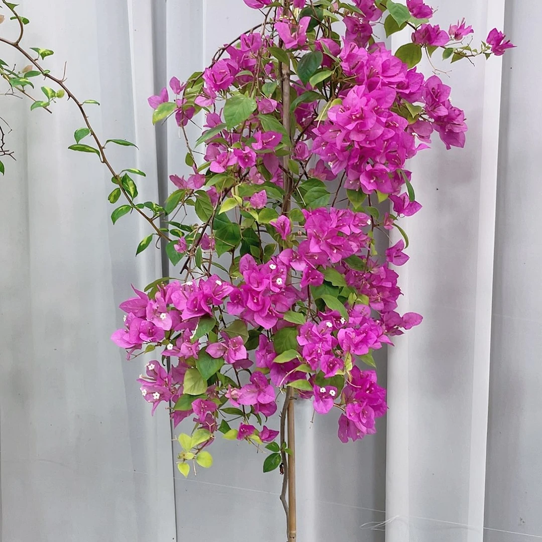 完全开放红梅黑加仑口味都