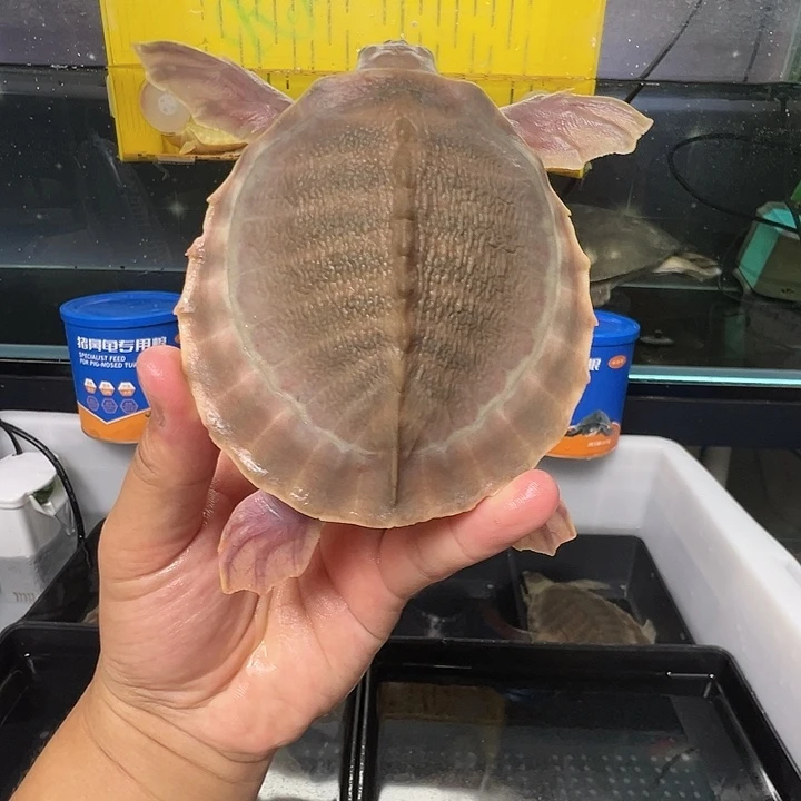 封***花公绿毛龟精品可爱猪鼻龟