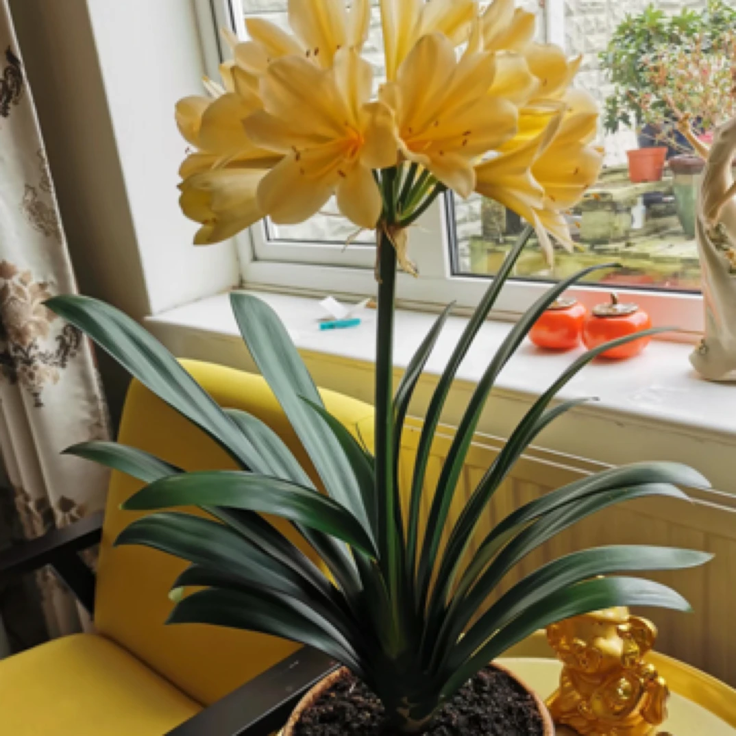 君子兰金玉满堂（黄色）高端绿植