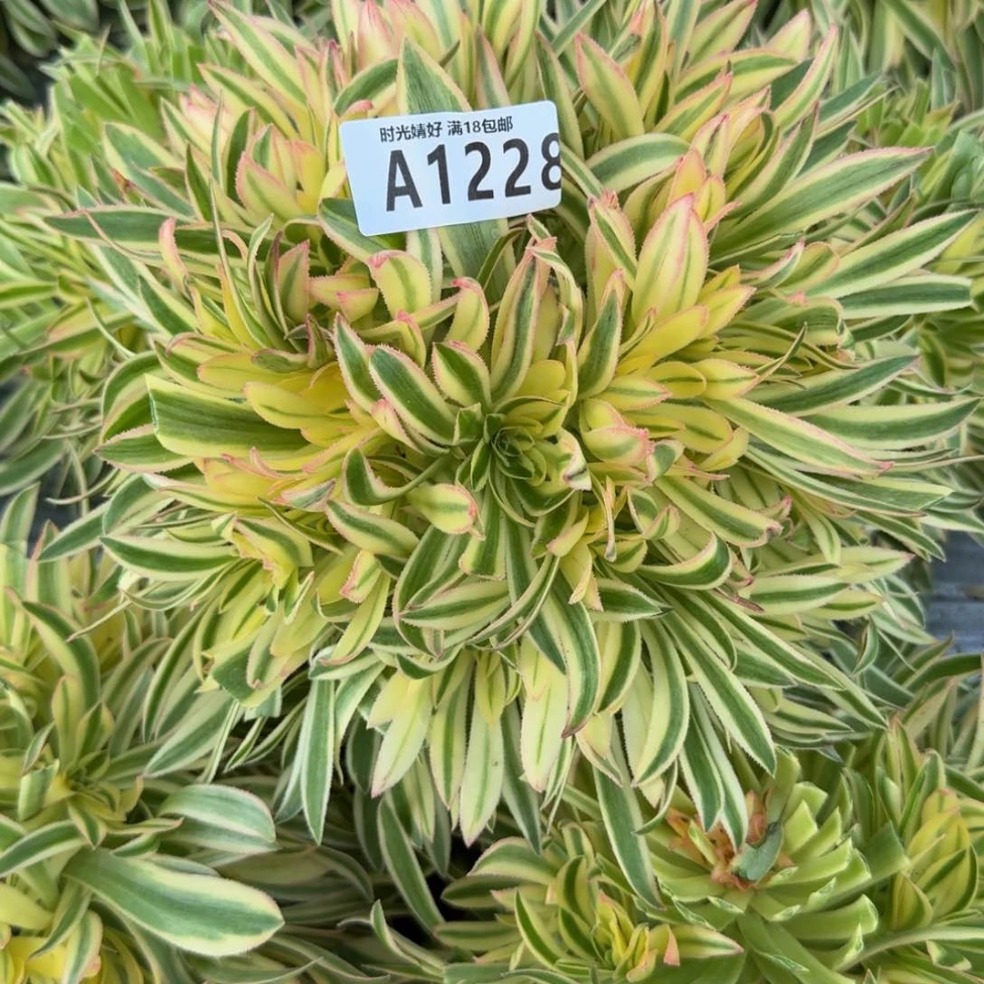 ?***?1228夕颜。多肉植物