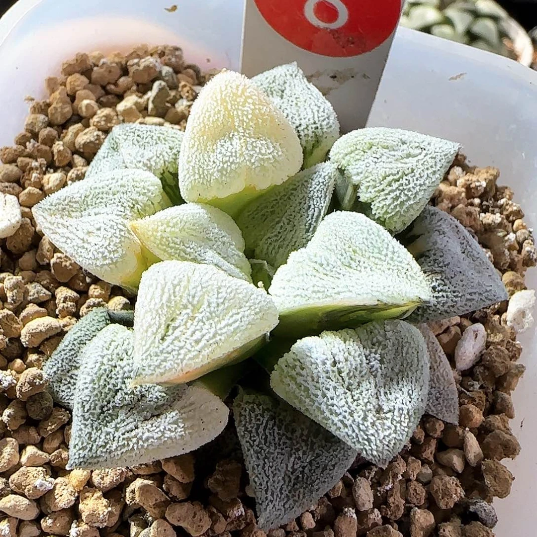 8号萩原磨面锦一物一拍带盆土