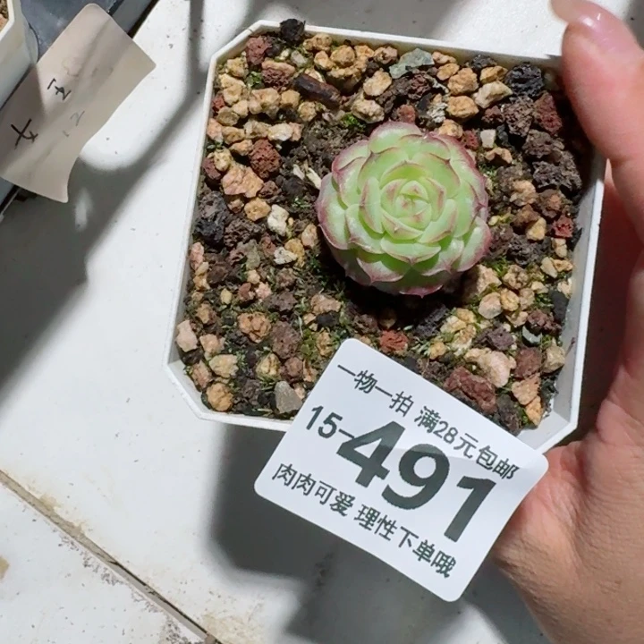 女王无盆土发货多肉多