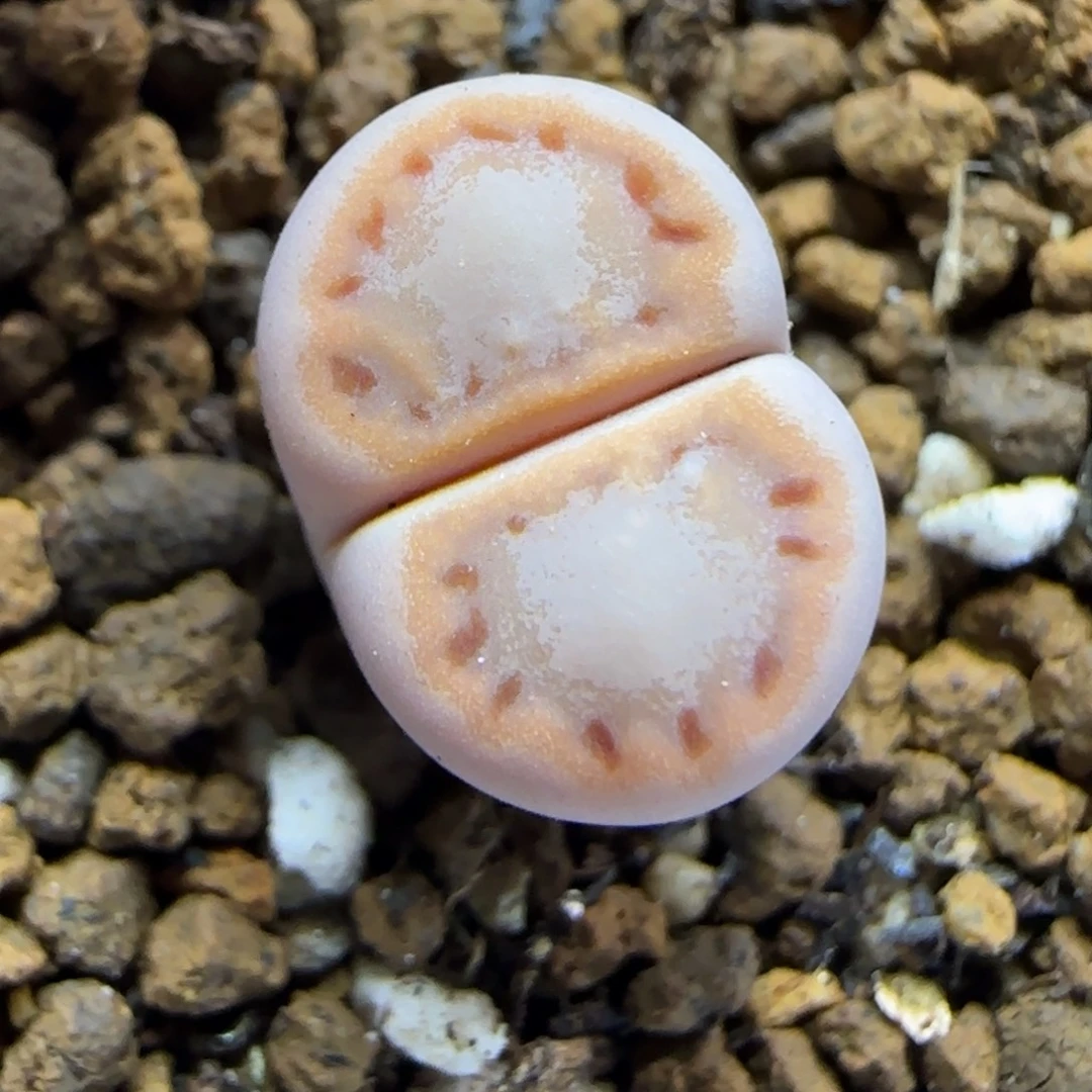 11.30.c216饼干.9015尺寸1.2cm