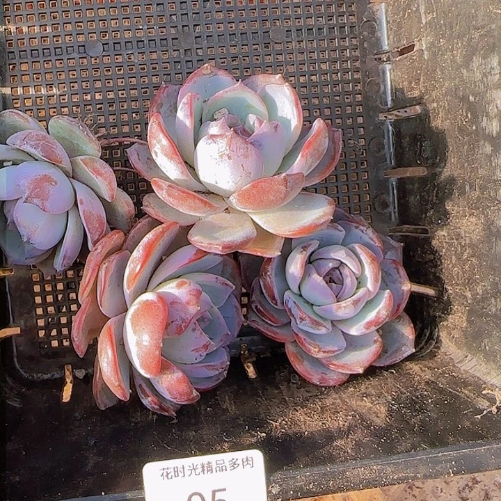 花时光精品多肉05