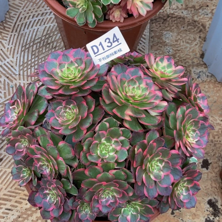 【闪购商品】134红花郎多肉