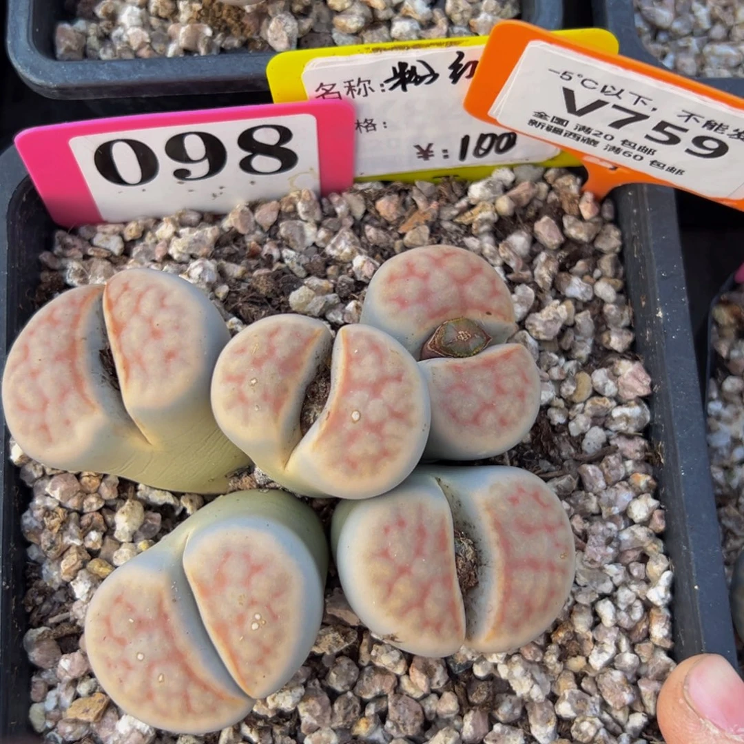 759 一物一拍，默认有伤，介意勿拍，不退不换