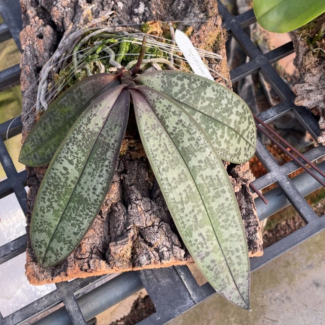 当前无花栽培后可以开花swr22in史塔基兄弟交