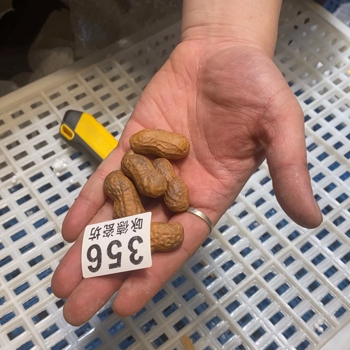 杯柴烧肉等特色菜