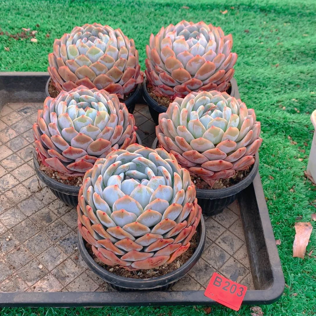 203橙子多肉植物