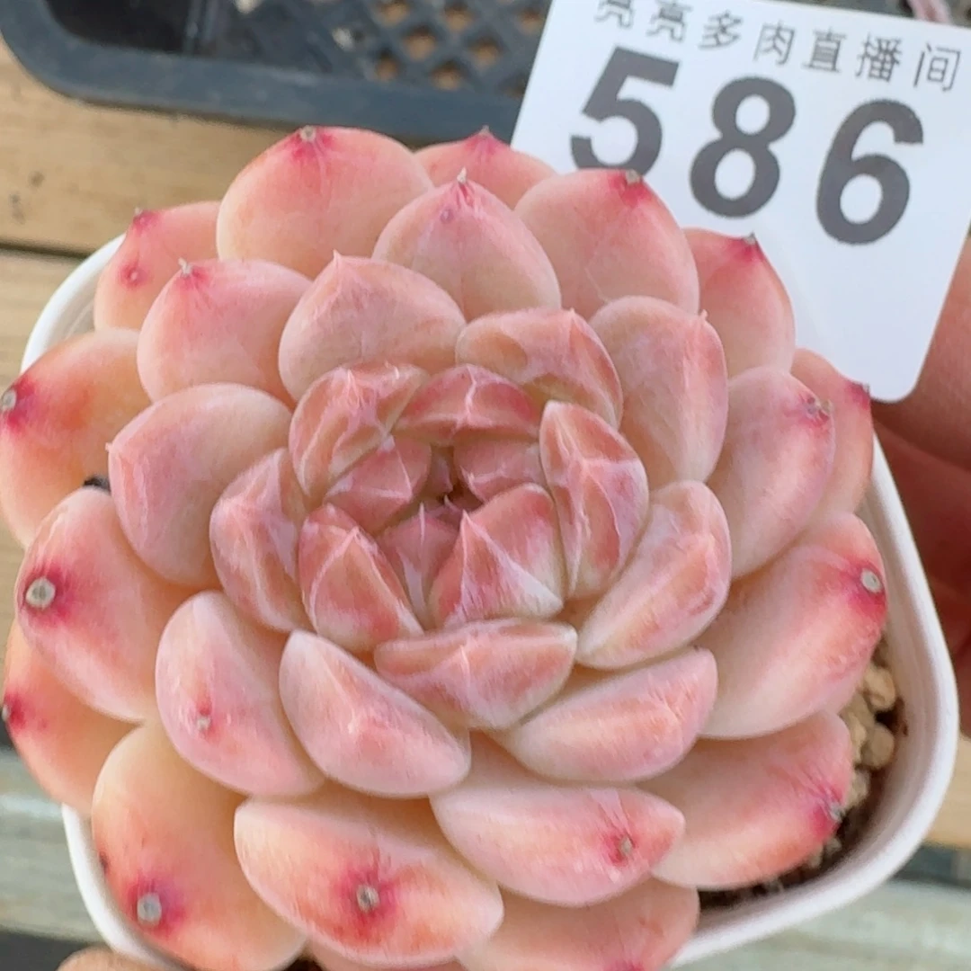 冰魄      愿你一路坦途，乘风破浪展宏图