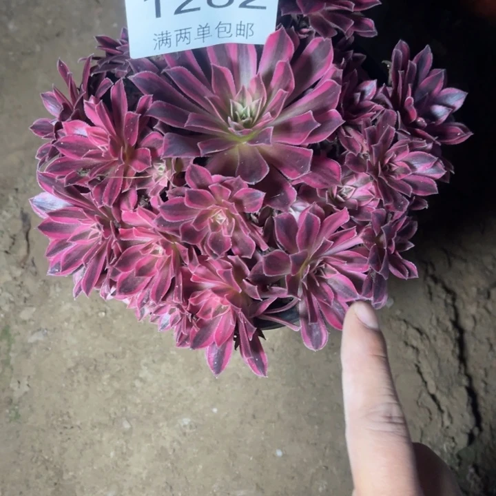 凤凰的人多肉的人1282