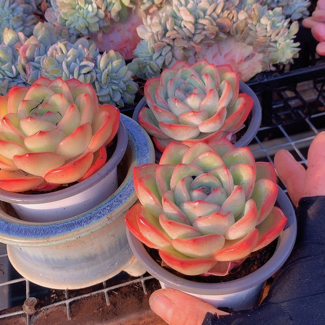 泡芙单头35678835678889