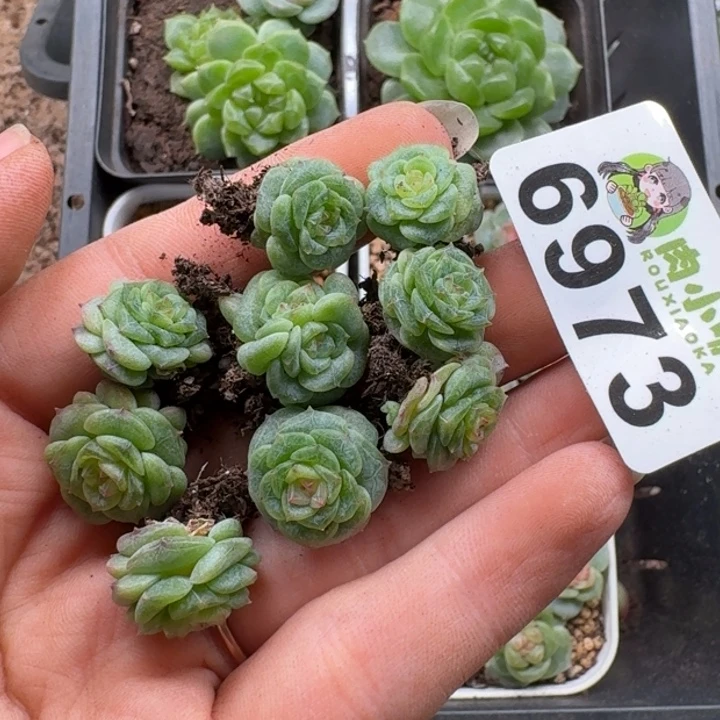 多肉植物多肉植物