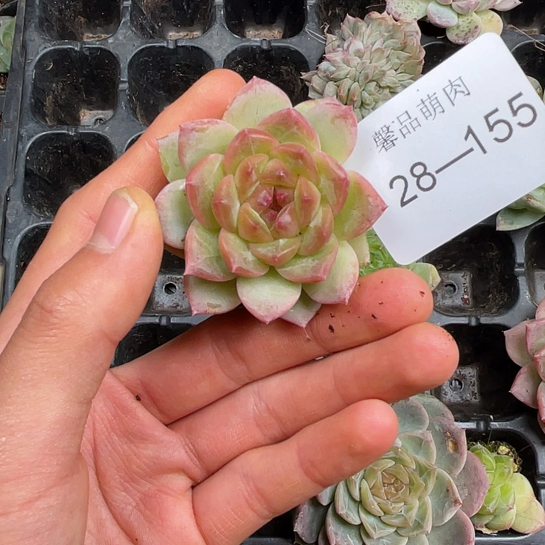 多肉一物一拍28-155