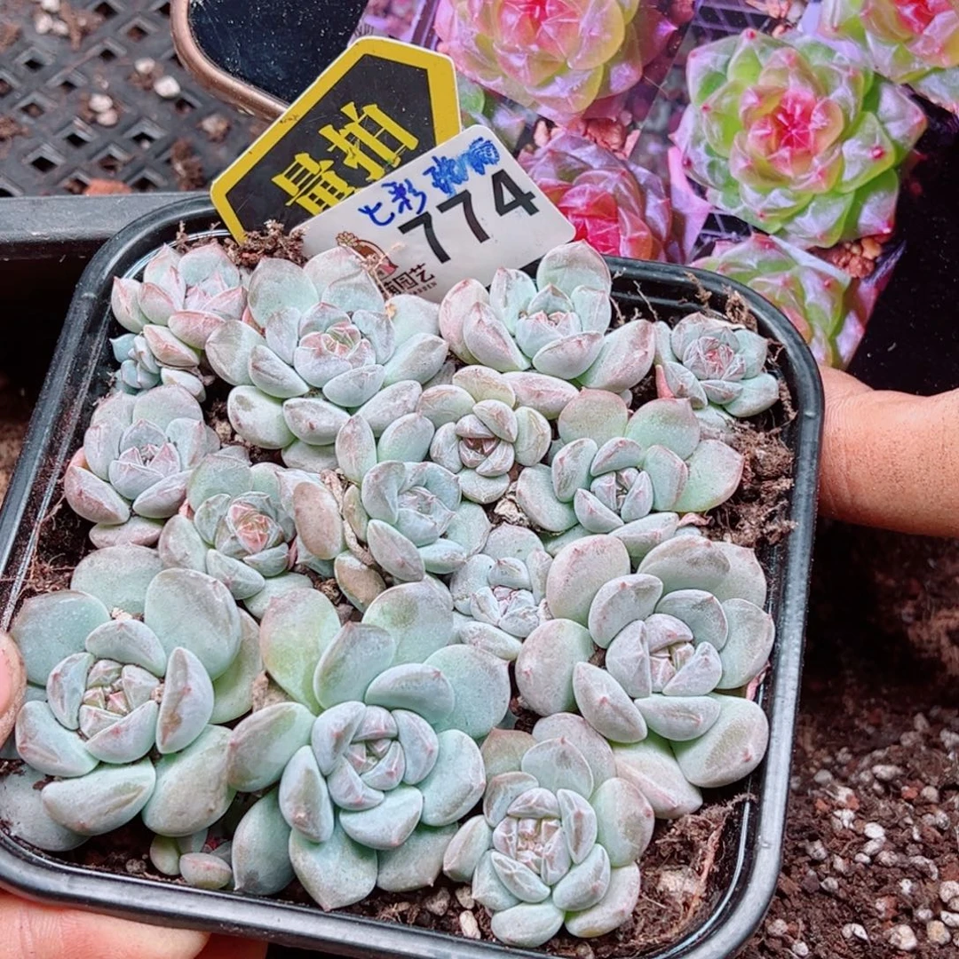 多肉植物多肉植物