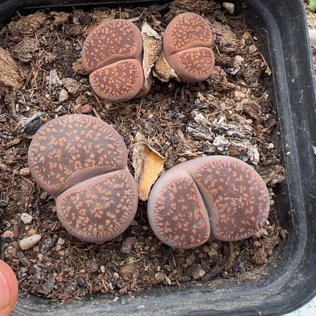 7.10好看的多肉脱土发货013