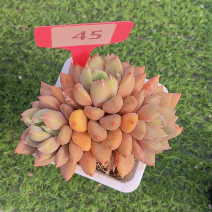 健健康康平平安安