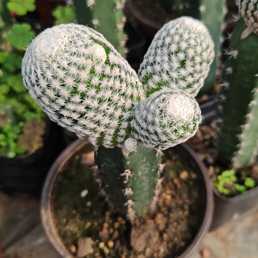 秀普苗接特白鸟34