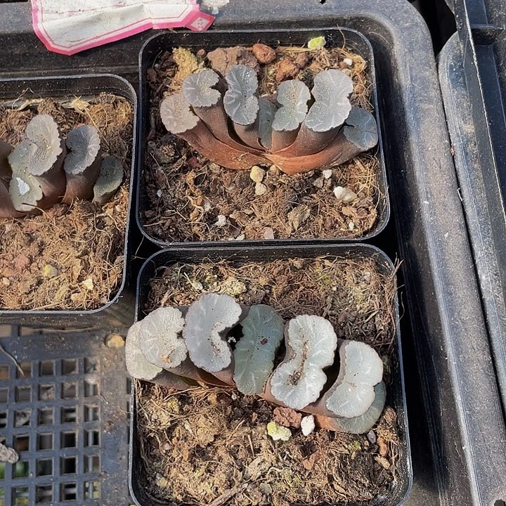 万象玉露带盆土发货