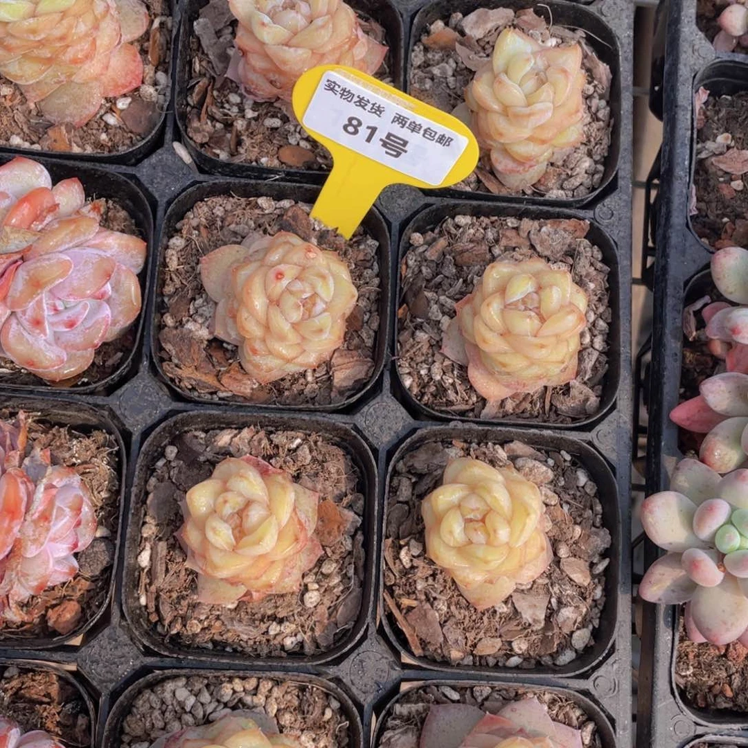 81号 粉甜心珍妮单头三个