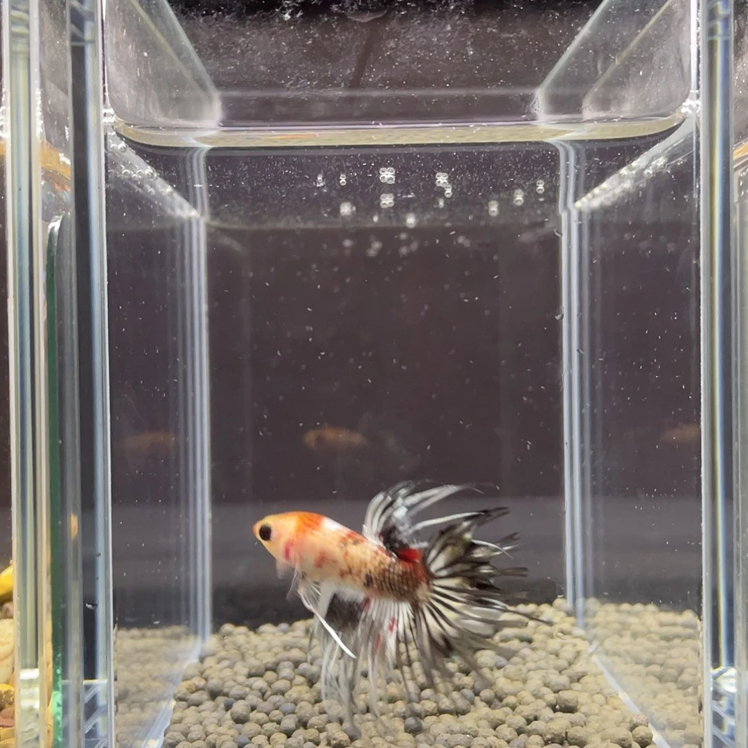 斗鱼6号豆眼熊猫狮王