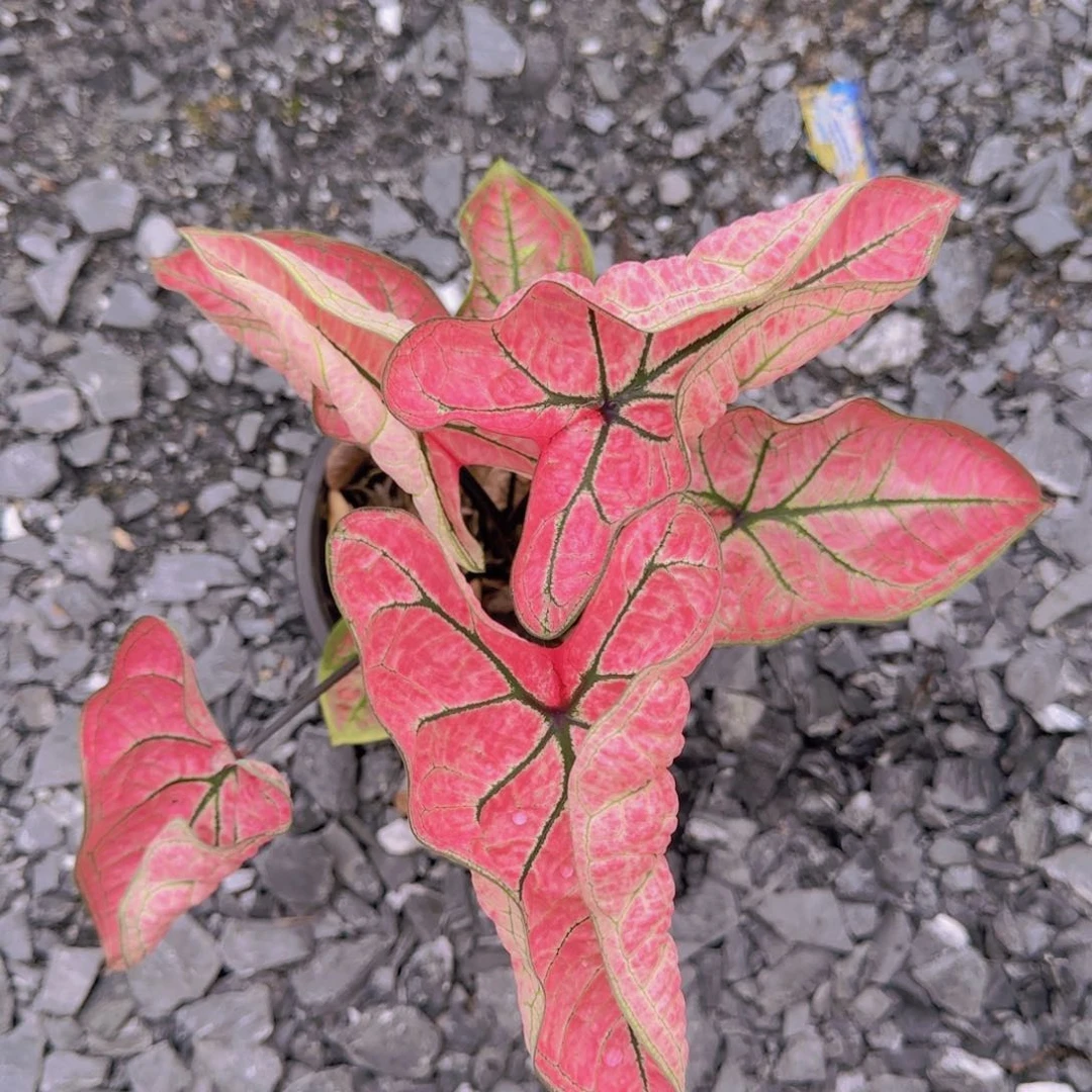 921-0721泰国发货虾卷