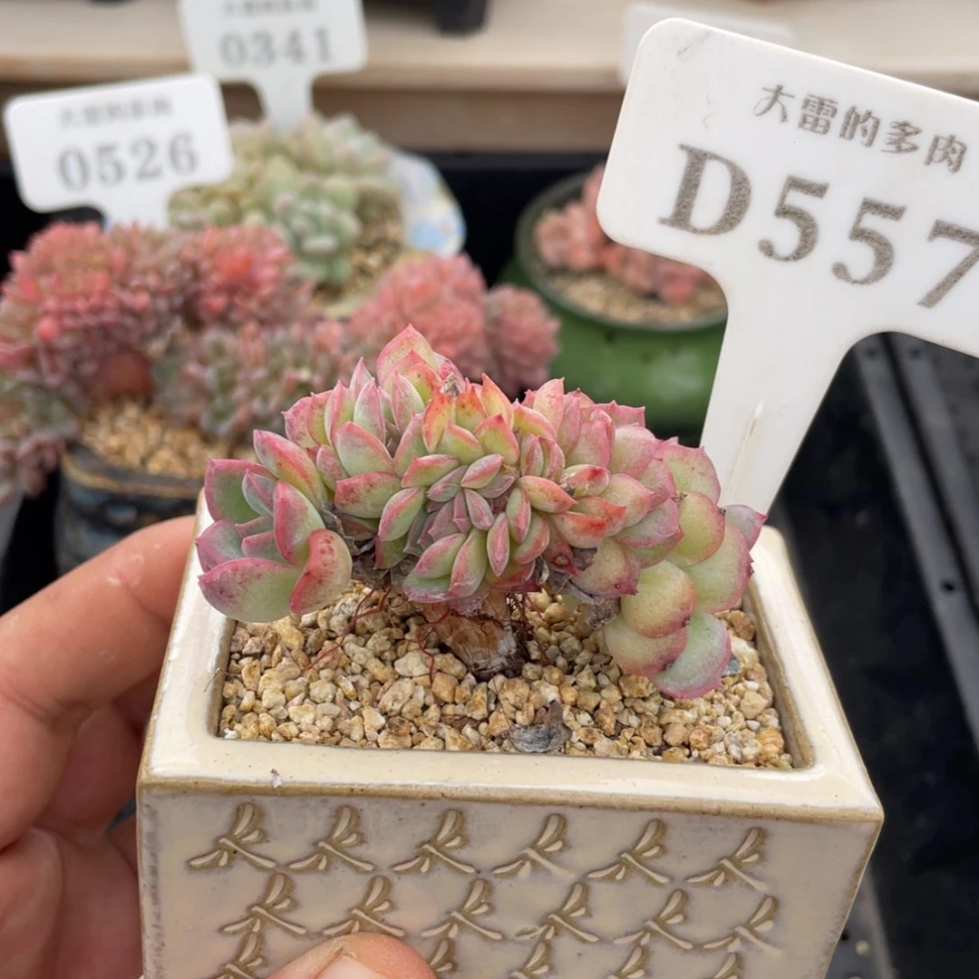 557莎莎不带盆7厘米