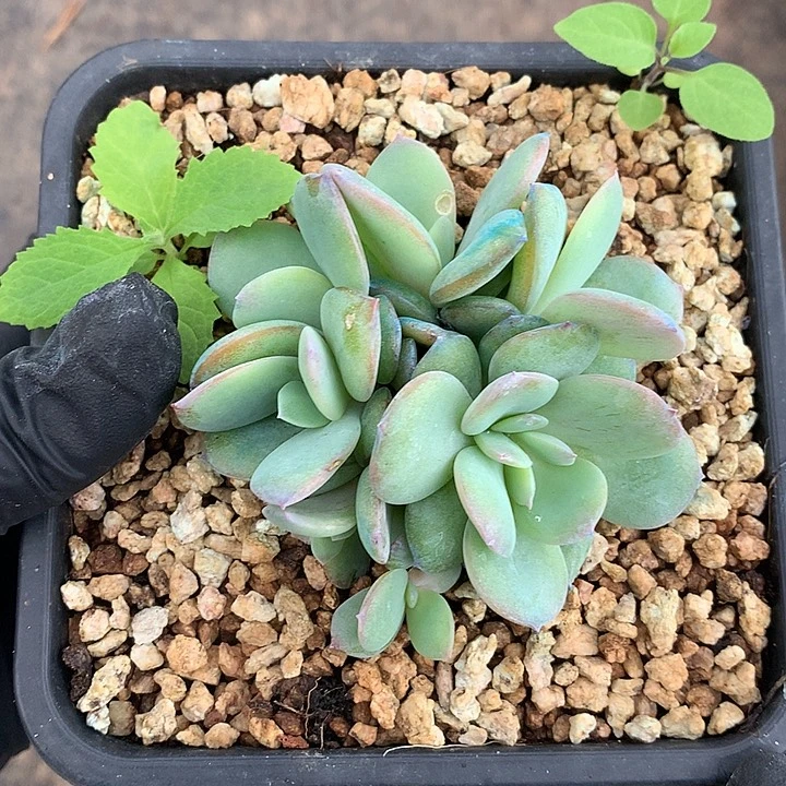 *****璐璐多肉一物一拍