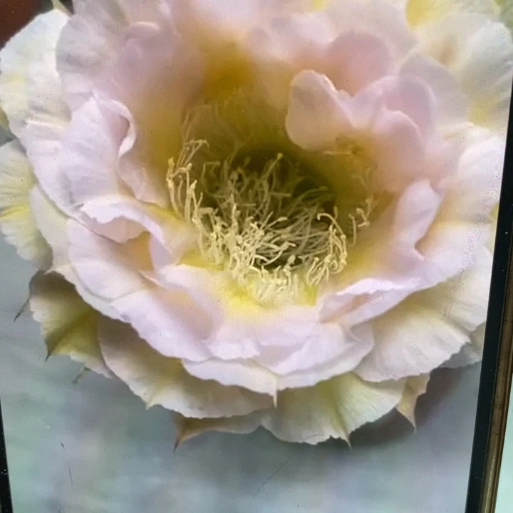 彩草526带根5公分左右