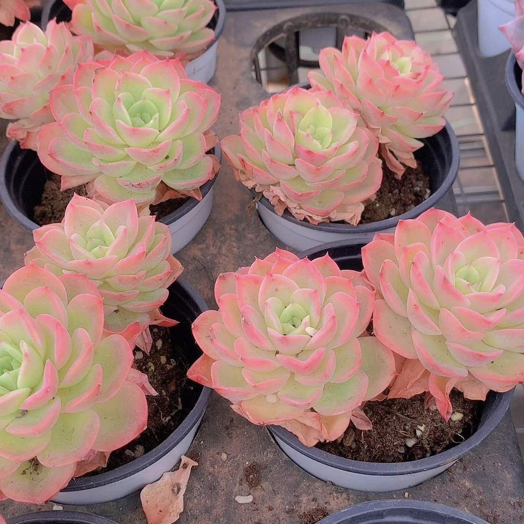 星娜搭24567889900