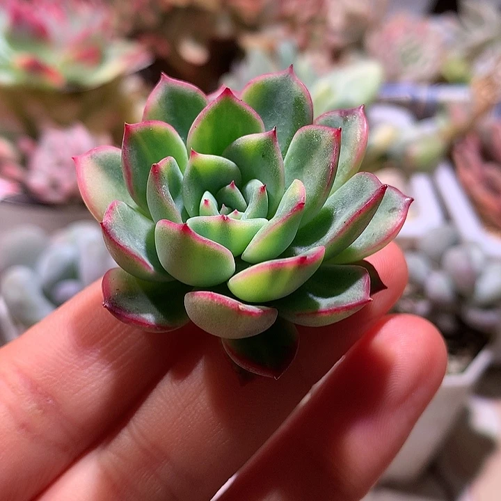 雨燕座花锦锦锦锦