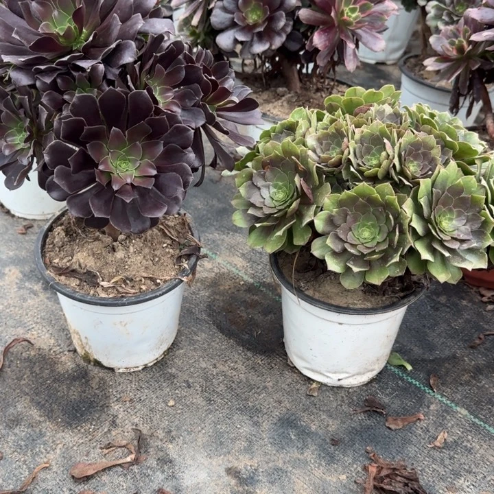 欧紫➕万圣节包邮。