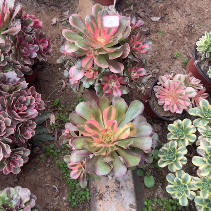 无花朵香两颗5号不包断枝