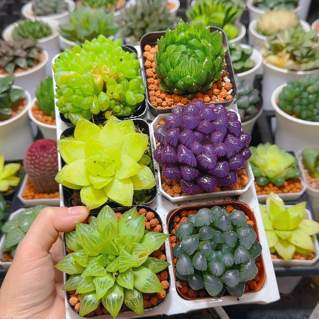 玉露群，蝉翼，黄金，紫宝石，玉露寿，冰灯，原盆