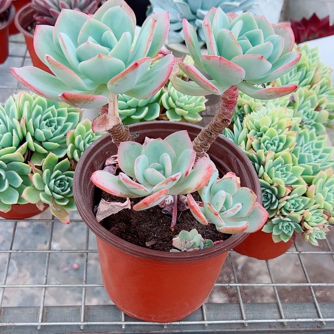 白月光多头群生老桩