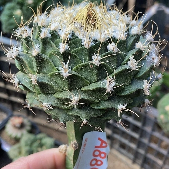 无花朵福利螺旋大尤蒂冠880