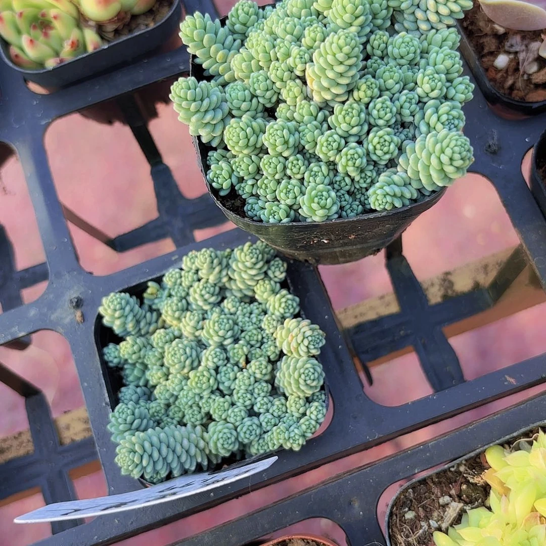 精品姬星美人多肉植物