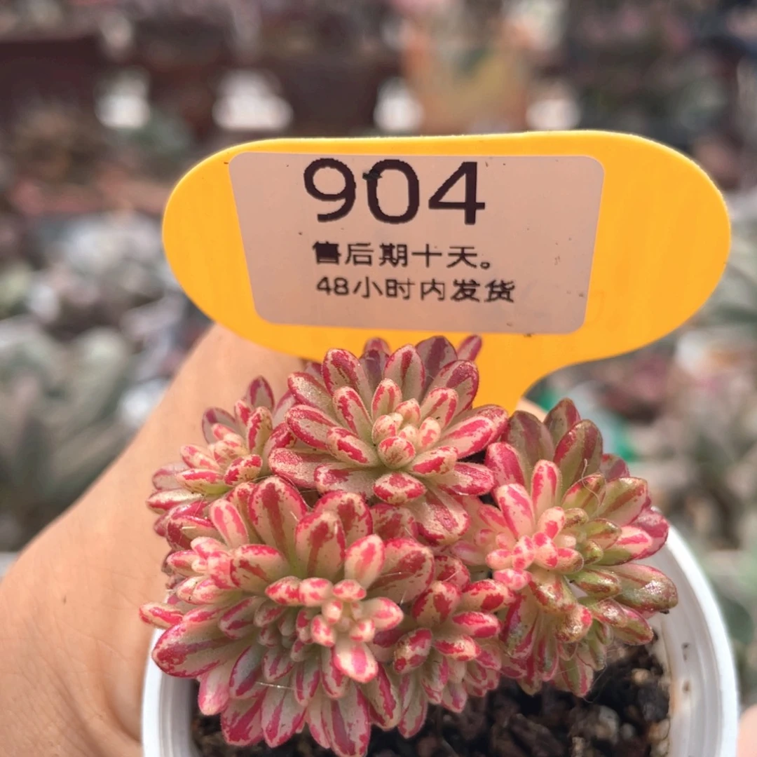 杨***健福利。      904。